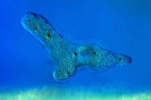 Image of pseudopodia