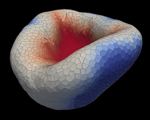 Computer model of optic cup indentation