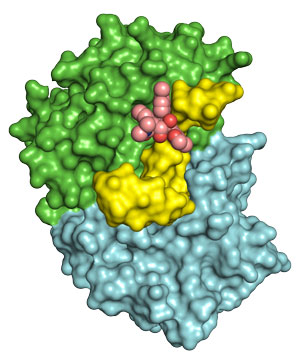 Image of rocaglamide A