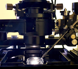 Image of the Raman spectroscopy