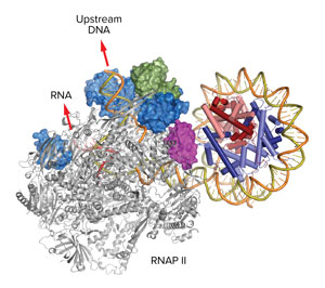 Illustration of Elf1 and Spt4/5 between RNA polymerase II Illustration of Elf1 and Spt4/5 between RNA polymerase II