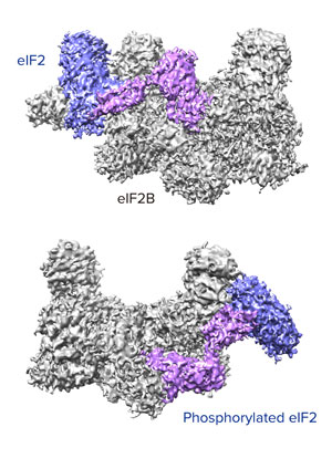 Image of two forms of eIF2