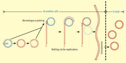 Schematic of rolling-circle replication