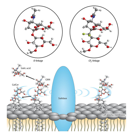 Image of sialidiase splicing oxygen linkage