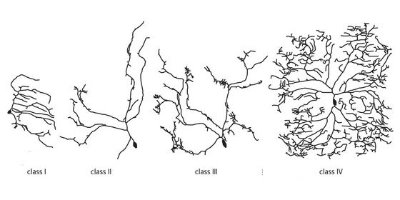 Image showing the four classes of sensory nerve cells in Drosophila Image showing the four classes of sensory nerve cells in Drosophila