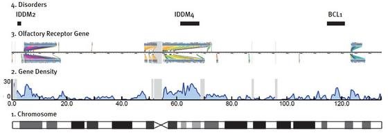 Schematic of Human Chromosome 11