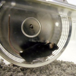 Image of a mouse wheel-running