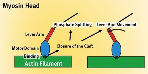 Schematic showing the muscle contraction