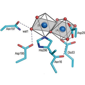 Image showing Bc-SMase complex structure