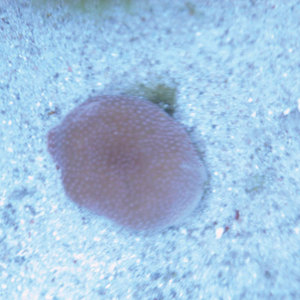 Image of the stony coral