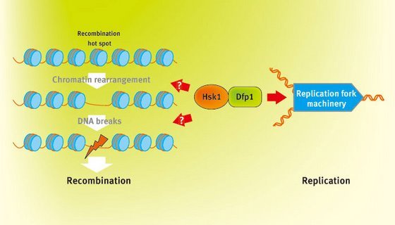 Image showing actions of proteins in DNA replication