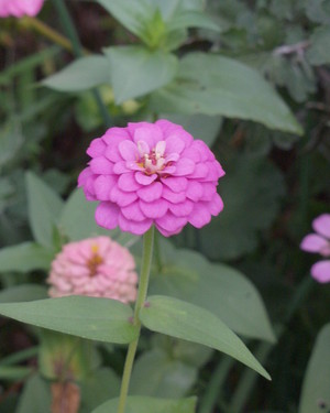 Image of Zinnia plant