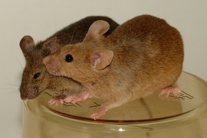 Image of mice