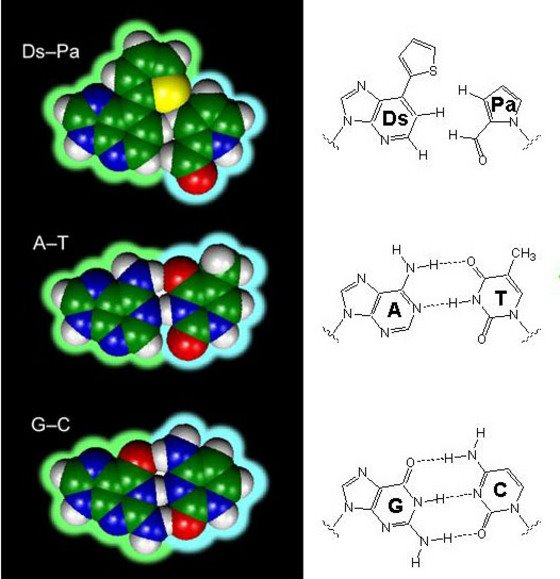 Image of Ds-Pa, A-T and G-C base pairs
