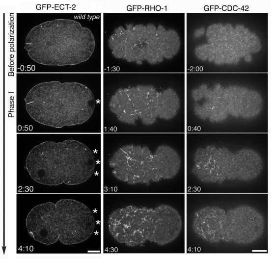 Images showing the anterior migration in a C. elegans embryo