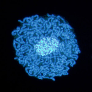 Image of a bacteriocyte
