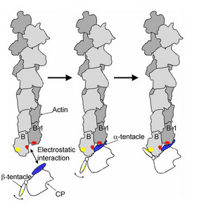 Schematic showing the interaction of the capping protein with an actin filament