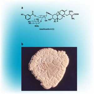 image of Brasilicardin A