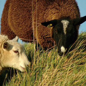 Image of lambs eating crops