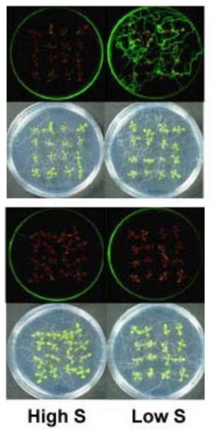 Image of Arabidopsis plants with low sulfur conditions