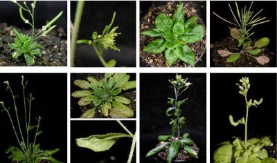 Image of Arabidopsis mutants