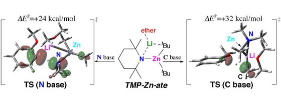 Scheme of reaction mediated by TMP-Zincate