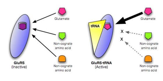 Schematic showing the amino acid recognition by glutamyl-tRNA synthetase
