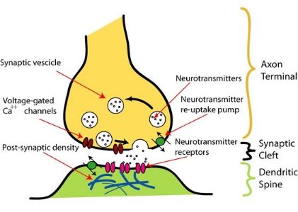 Schematic of synaptic terminal
