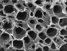 Image of collagen scaffold