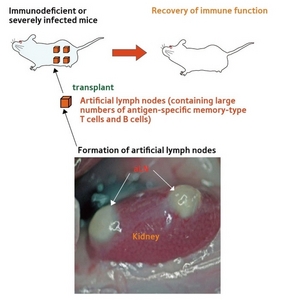 Image and schematic of producing artificial lymph nodes