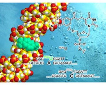 Image of DNA probe