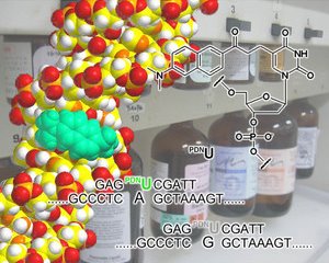 Image of the fluorescent DNA probe