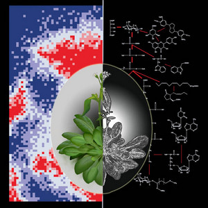 Illustration of integrative omics studies on plants