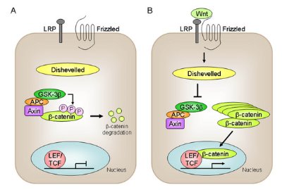 Image of the Wnt signaling pathway 