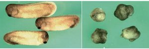 Image of Xenopus embryos Image of Xenopus embryos