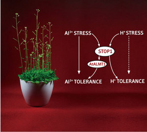 Schematic of plant tolerance of protons and aluminum