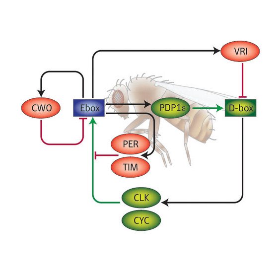 Schematic of the protein network involved in Drosophila circadian clock