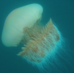 Image of a jellyfish