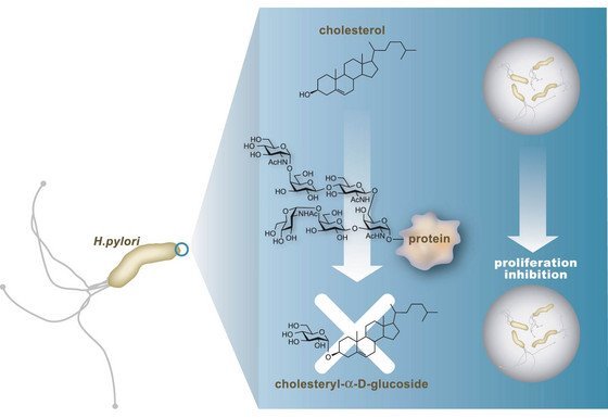 An illustration of how the hexasaccharide antibiotic prevents bacterial growth of Helicobacter pylori