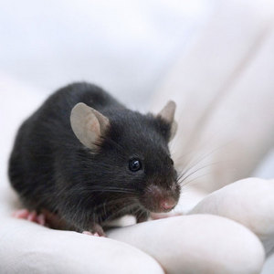 Image of a mouse