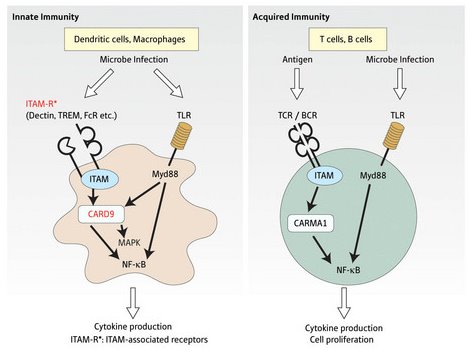 Schematic showing the activation of immune cells