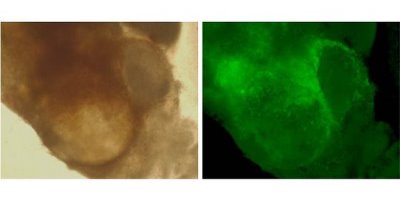 Image of thecal stem cells