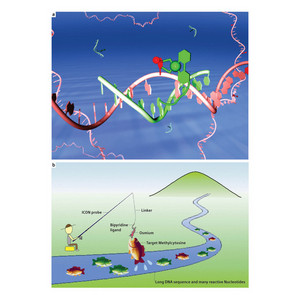 Schematic of DNA probe