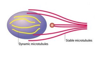 Image of microtubule connections in brain