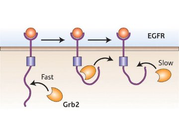 Schematic showing the pathway of EGFR with Grb2