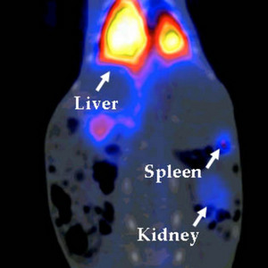 Image of stained rabbit organ