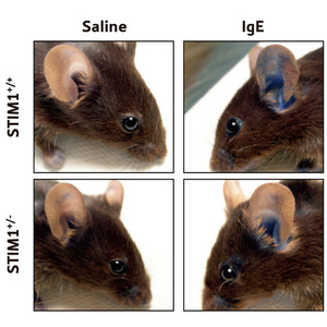 Image of mice