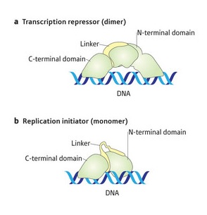 Schematics of dimeric and monomeric RepE protein