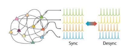 Image of synapses and the signal pattern
