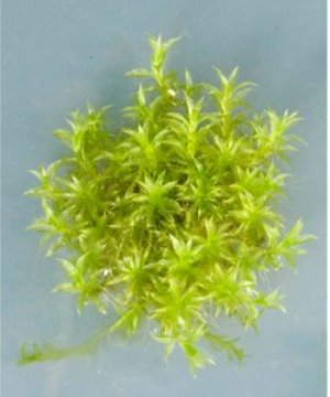 Image of Physcomitrella moss